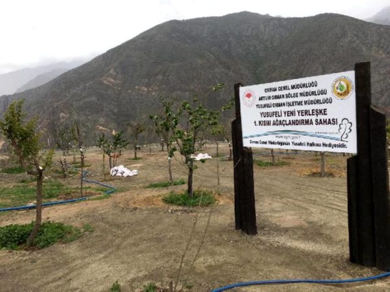 Su Altında Kalacak Yusufeli’nde Ağaçlar Yeni Yerleşim Yerine Taşınıyor