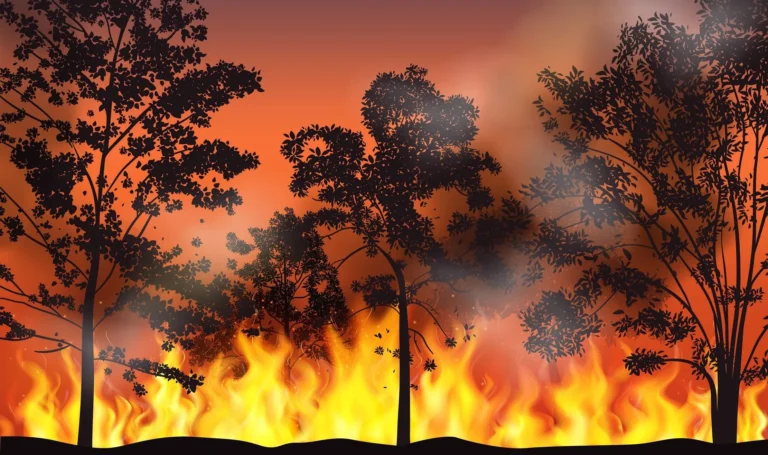 Masdaf, Türkiye’nin Orman Yangınlarıyla Mücadelesini Destekliyor