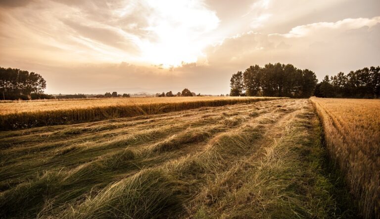 Gayrimenkul Yatırımcısının Gözü Trakya’da